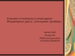 Evaluation of resistance in wheat against
Rhopalosiphum padi (L.) (Homoptera: Aphididae)
Noreen Moin
05-arid-345
PMAS-Arid Agriculture
University Rawalpindi
 