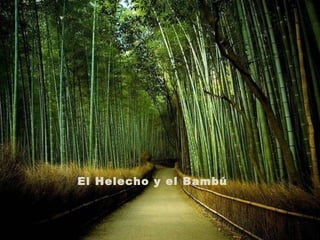 El Helecho y el Bambú 