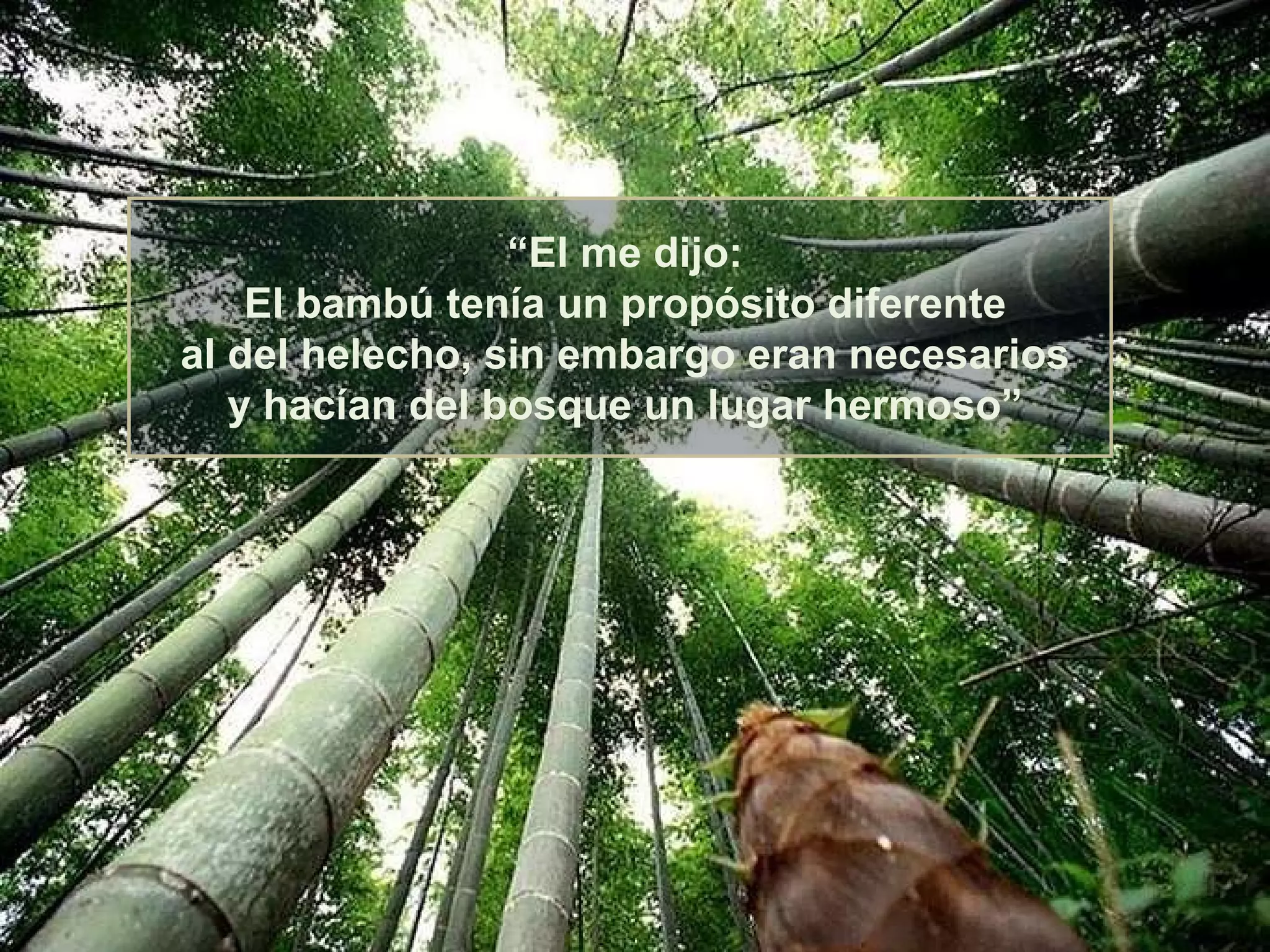 “ El me dijo: El bambú tenía un propósito diferente al del helecho, sin embargo eran necesarios y hacían del bosque un lugar hermoso” 