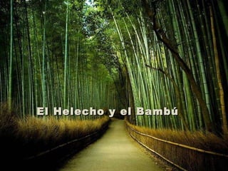 El Helecho y el Bambú 