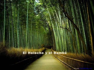 El Helecho y el Bambú Difunde  AvanzaPorMas.com 