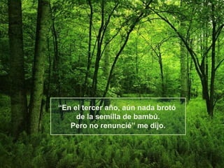“En el tercer año, aún nada brotó
     de la semilla de bambú.
   Pero no renuncié” me dijo.
 