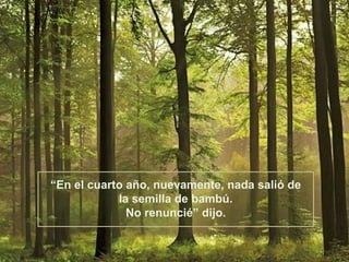 “En el cuarto año, nuevamente, nada salió de
            la semilla de bambú.
              No renuncié” dijo.
 