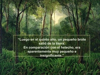 “Luego en el quinto año, un pequeño brote
             salió de la tierra.
   En comparación con el helecho, era
     aparentemente muy pequeño e
              insignificante.”
 