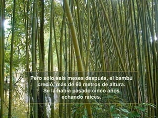 Pero sólo seis meses después, el bambú
  creció, más de 60 metros de altura.
     Se la había pasado cinco años
            echando raíces.
 