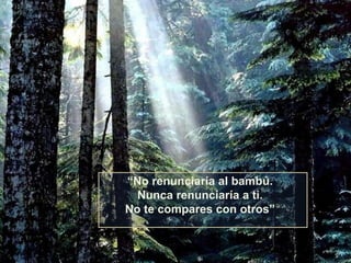 “No renunciaría al bambú.
  Nunca renunciaría a ti.
No te compares con otros”
 