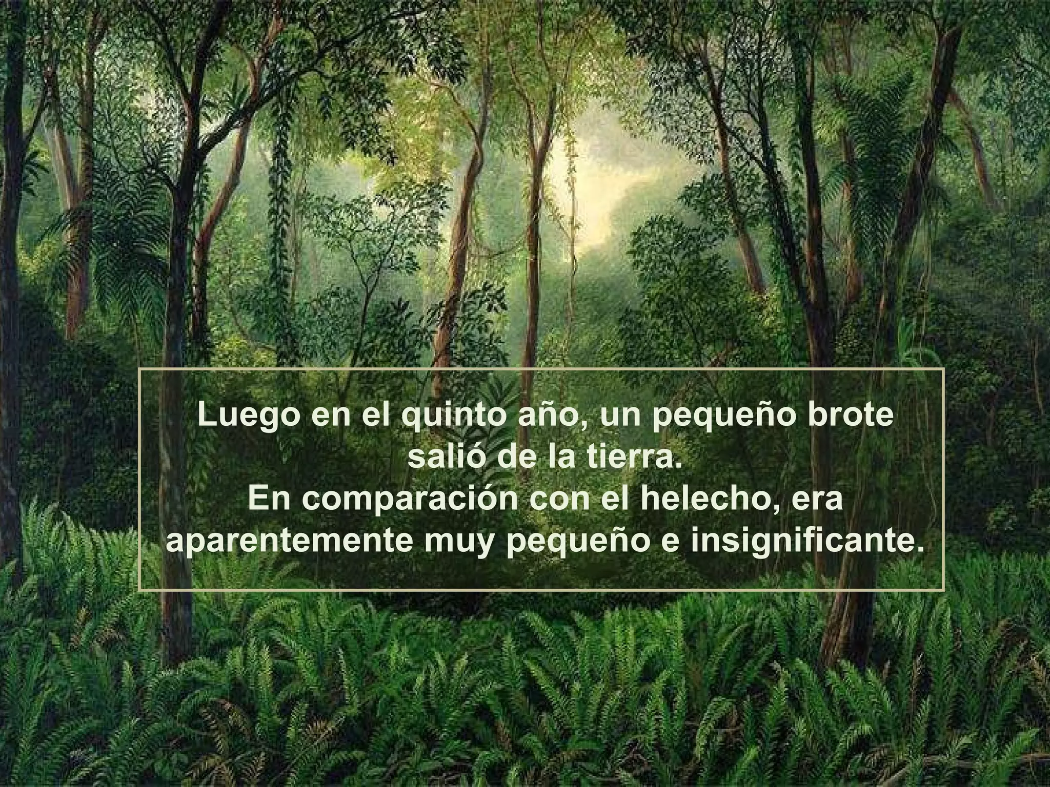 Luego en el quinto año, un pequeño brote salió de la tierra. En comparación con el helecho, era aparentemente muy pequeño e insignificante. 