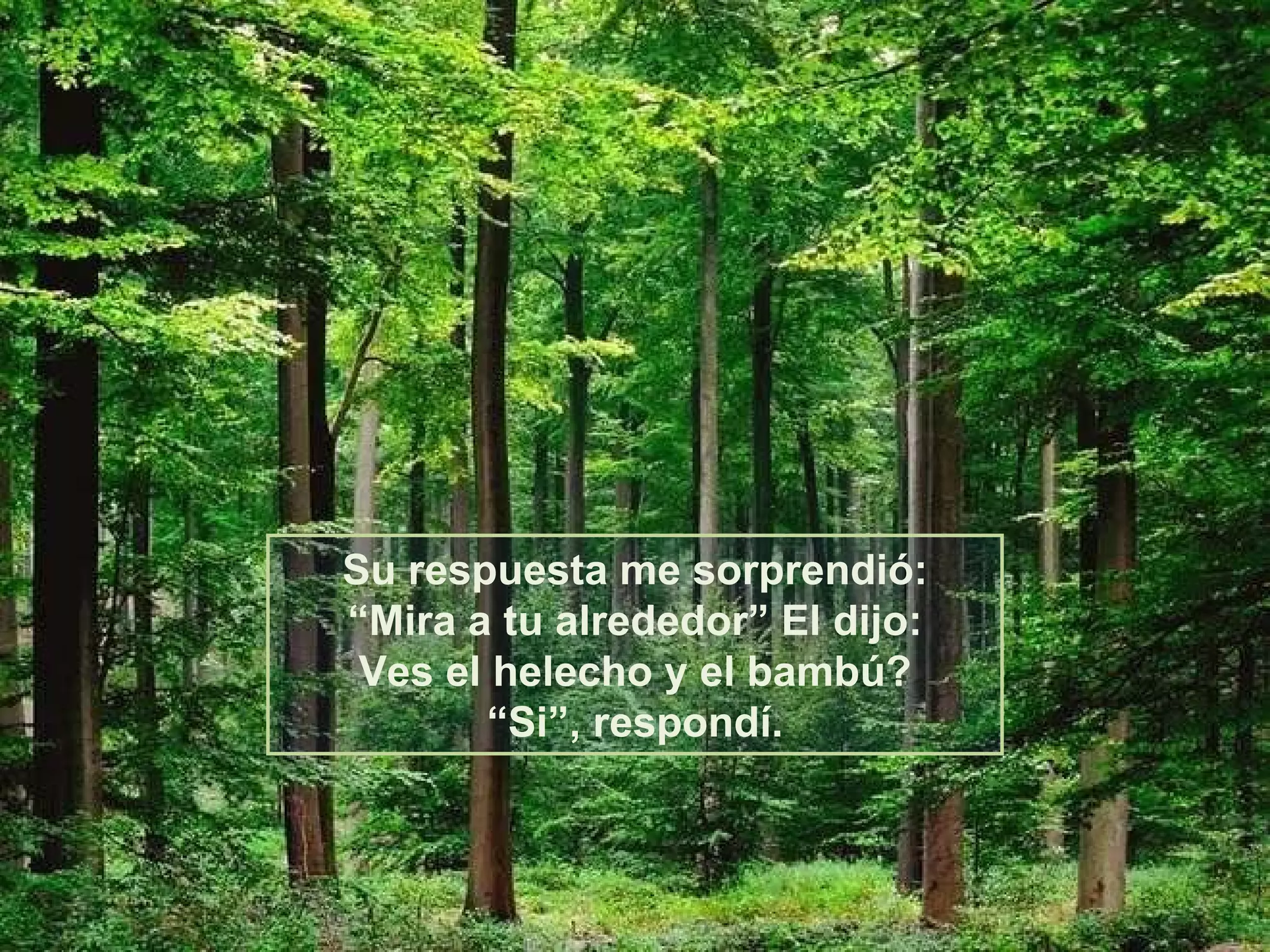 Su respuesta me sorprendió: “Mira a tu alrededor” El dijo: Ves el helecho y el bambú? “Si”, respondí. 