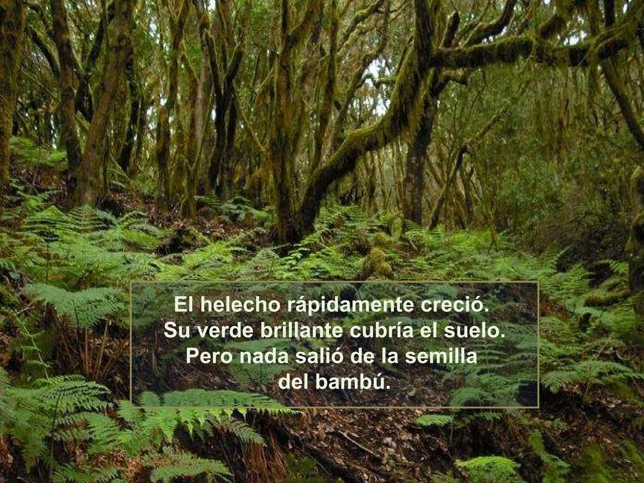 El helecho rápidamente creció.  Su verde brillante cubría el suelo. Pero nada salió de la semilla  del bambú. 