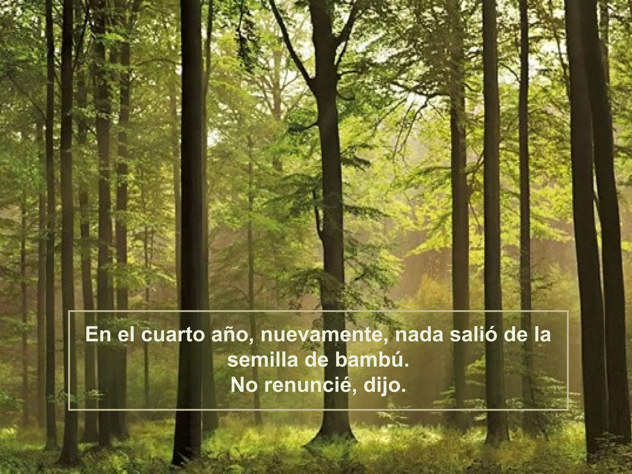 En el cuarto año, nuevamente, nada salió de la
              semilla de bambú.
               No renuncié, dijo.
 