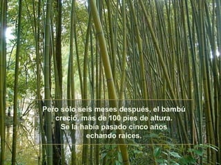 Pero sólo seis meses después, el bambú
   creció, más de 100 pies de altura.
     Se la había pasado cinco años
            echando raíces.
 