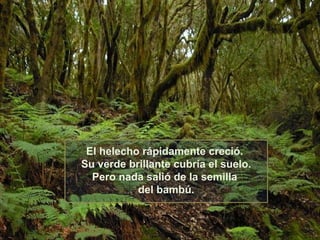 El helecho rápidamente creció.
Su verde brillante cubría el suelo.
  Pero nada salió de la semilla
           del bambú.
 