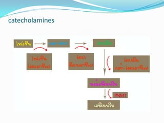 catecholamines
 
