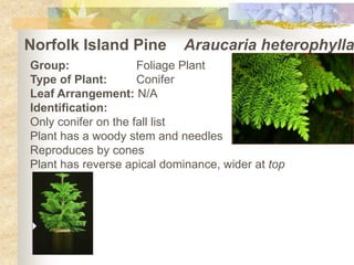 Norfolk Island Pine Araucaria heterophylla Group:		Foliage Plant Type of Plant:	Conifer Leaf Arrangement: N/A Identification: Only conifer on the fall list Plant has a woody stem and needles Reproduces by cones Plant has reverse apical dominance, wider at top 