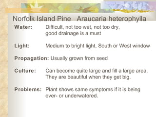 Norfolk Island Pine  Araucaria heterophylla   Water: Difficult, not too wet, not too dry,  good drainage is a must   Light: Medium to bright light, South or West window   Propagation:  Usually grown from seed   Culture: Can become quite large and fill a large area.  They are beautiful when they get big.   Problems:   Plant shows same symptoms if it is being  over- or underwatered.  