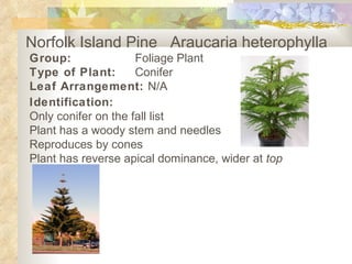 Norfolk Island Pine  Araucaria heterophylla   Group: Foliage Plant Type of Plant: Conifer Leaf Arrangement:  N/A Identification: Only conifer on the fall list Plant has a woody stem and needles Reproduces by cones Plant has reverse apical dominance, wider at  top 