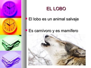 EL LOBO
El lobo es un animal salvaje
Es carnívoro y es mamífero