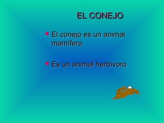 EL CONEJO
El conejo es un animal
mamífero
Es un animal herbívoro