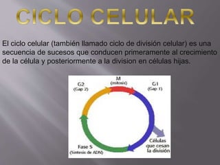 El ciclo celular (también llamado ciclo de división celular) es una
secuencia de sucesos que conducen primeramente al crecimiento
de la célula y posteriormente a la division en células hijas.
 