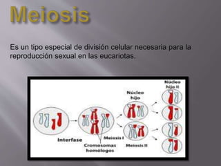 Es un tipo especial de división celular necesaria para la
reproducción sexual en las eucariotas.
 