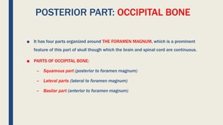 POSTERIOR PART: OCCIPITAL BONE
■ It has four parts organized around THE FORAMEN MAGNUM, which is a prominent
feature of this part of skull though which the brain and spinal cord are continuous.
■ PARTS OF OCCIPITAL BONE:
– Squamous part (posterior to foramen magnum)
– Lateral parts (lateral to foramen magnum)
– Basilar part (anterior to foramen magnum)
 