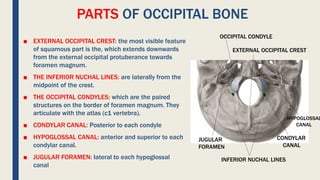 PARTS OF OCCIPITAL BONE
■ EXTERNAL OCCIPITAL CREST: the most visible feature
of squamous part is the, which extends downwards
from the external occipital protuberance towards
foramen magnum.
■ THE INFERIOR NUCHAL LINES: are laterally from the
midpoint of the crest.
■ THE OCCIPITAL CONDYLES: which are the paired
structures on the border of foramen magnum. They
articulate with the atlas (c1 vertebra).
■ CONDYLAR CANAL: Posterior to each condyle
■ HYPOGLOSSAL CANAL: anterior and superior to each
condylar canal.
■ JUGULAR FORAMEN: lateral to each hypoglossal
canal
EXTERNAL OCCIPITAL CREST
INFERIOR NUCHAL LINES
OCCIPITAL CONDYLE
CONDYLAR
CANAL
HYPOGLOSSAL
CANAL
JUGULAR
FORAMEN
 