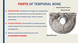 PARTS OF TEMPORAL BONE
■ MASTOID BONE: identified by the large cone shaped bony
structure for the attachment of several muscles. On its
deep aspect is the mastoid notch, also for muscle
attachment.
■ STYLOID PROCESS: anteromedial to mastoid process,
needle shaped. Point of attachment for various muscles
and ligaments.
■ Between styloid and mastoid process is the
STYLOMASTOID FORAMEN.
Styloid Process
Stylomastoid Foramen
Mastoid Process
 
