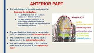 ANTERIOR PART
■ The main features of the anterior part are the:
– teeth and the hard palate.
■ The teeth project from the alveolar
processes of the two maxillae.
■ The hard palate is composed of the
palatine processes of each maxilla
anteriorly and the horizontal plates of each
palatine bone posteriorly.
■ The paired palatine processes of each maxilla
meet in the midline at the intermaxillary suture
■ The paired maxillae and the paired palatine
bones meet at the palatomaxillary suture
■ The paired horizontal plates of each palatine
bone meet in the midline at the interpalatine
suture.
 