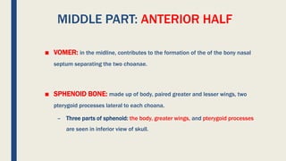 MIDDLE PART: ANTERIOR HALF
■ VOMER: in the midline, contributes to the formation of the of the bony nasal
septum separating the two choanae.
■ SPHENOID BONE: made up of body, paired greater and lesser wings, two
pterygoid processes lateral to each choana.
– Three parts of sphenoid: the body, greater wings, and pterygoid processes
are seen in inferior view of skull.
 