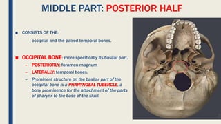 MIDDLE PART: POSTERIOR HALF
■ CONSISTS OF THE:
occipital and the paired temporal bones.
■ OCCIPITAL BONE: more specifically its basilar part.
– POSTERIORLY: foramen magnum
– LATERALLY: temporal bones.
– Prominent structure on the basilar part of the
occipital bone is a PHARYNGEAL TUBERCLE, a
bony prominence for the attachment of the parts
of pharynx to the base of the skull.
 