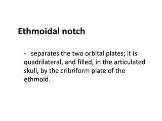 Ethmoidal notch

 - separates the two orbital plates; it is
 quadrilateral, and filled, in the articulated
 skull, by the cribriform plate of the
 ethmoid.
 