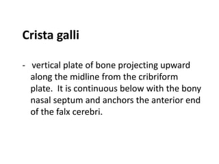 Crista galli

- vertical plate of bone projecting upward
  along the midline from the cribriform
  plate. It is continuous below with the bony
  nasal septum and anchors the anterior end
  of the falx cerebri.
 