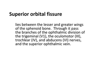 Superior orbital fissure
  lies between the lesser and greater wings
  of the sphenoid bone. Through it pass
  the branches of the ophthalmic division of
  the trigeminal (V1), the oculomotor (III),
  trochlear (IV), and abducens (VI) nerves,
  and the superior ophthalmic vein.
 
