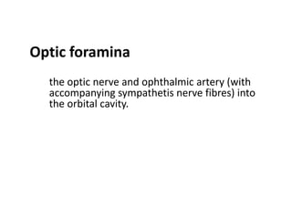 Optic foramina
  the optic nerve and ophthalmic artery (with
  accompanying sympathetis nerve fibres) into
  the orbital cavity.
 