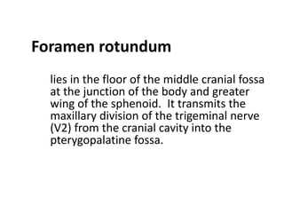 Foramen rotundum
  lies in the floor of the middle cranial fossa
  at the junction of the body and greater
  wing of the sphenoid. It transmits the
  maxillary division of the trigeminal nerve
  (V2) from the cranial cavity into the
  pterygopalatine fossa.
 