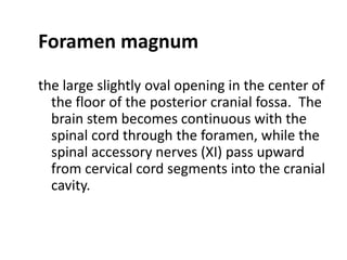 Foramen magnum
the large slightly oval opening in the center of
  the floor of the posterior cranial fossa. The
  brain stem becomes continuous with the
  spinal cord through the foramen, while the
  spinal accessory nerves (XI) pass upward
  from cervical cord segments into the cranial
  cavity.
 