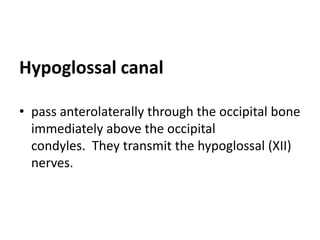 Hypoglossal canal

• pass anterolaterally through the occipital bone
  immediately above the occipital
  condyles. They transmit the hypoglossal (XII)
  nerves.
 