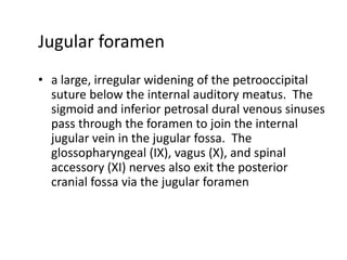 Jugular foramen
• a large, irregular widening of the petrooccipital
  suture below the internal auditory meatus. The
  sigmoid and inferior petrosal dural venous sinuses
  pass through the foramen to join the internal
  jugular vein in the jugular fossa. The
  glossopharyngeal (IX), vagus (X), and spinal
  accessory (XI) nerves also exit the posterior
  cranial fossa via the jugular foramen
 