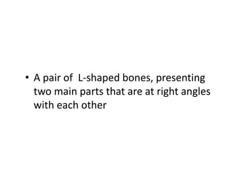 • A pair of L-shaped bones, presenting
  two main parts that are at right angles
  with each other
 