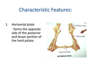 Characteristic Features:

1. Horizontal plate
   - forms the opposite
   side of the posterior
   and lesser portion of
   the hard palate.
 