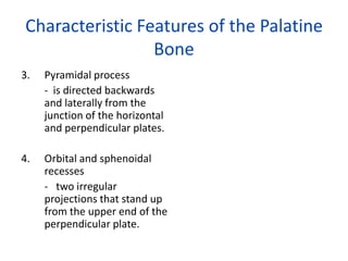 Characteristic Features of the Palatine
                 Bone
3.   Pyramidal process
     - is directed backwards
     and laterally from the
     junction of the horizontal
     and perpendicular plates.

4.   Orbital and sphenoidal
     recesses
     - two irregular
     projections that stand up
     from the upper end of the
     perpendicular plate.
 