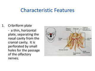 Characteristic Features

1. Cribriform plate
   - a thin, horizontal
   plate, separating the
   nasal cavity from the
   cranial cavity. It is
   perforated by small
   holes for the passage
   of the olfactory
   nerves.
 