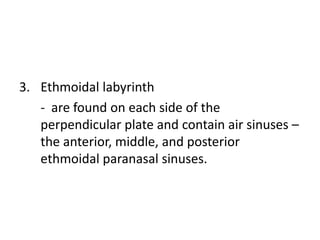 3. Ethmoidal labyrinth
   - are found on each side of the
   perpendicular plate and contain air sinuses –
   the anterior, middle, and posterior
   ethmoidal paranasal sinuses.
 