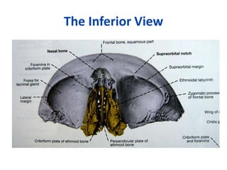 The Inferior View
 