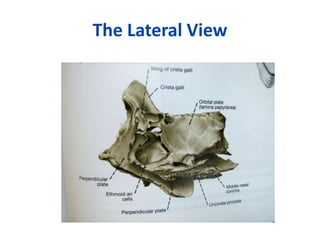 The Lateral View
 