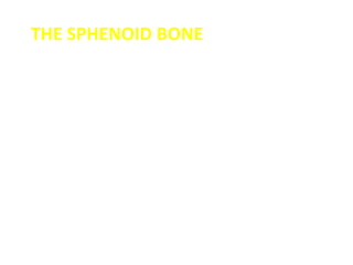 THE SPHENOID BONE
 