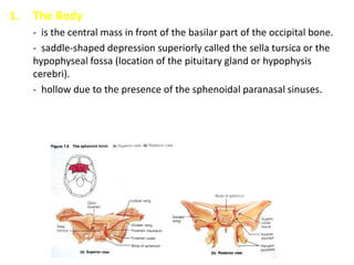 1.   The Body
     - is the central mass in front of the basilar part of the occipital bone.
     - saddle-shaped depression superiorly called the sella tursica or the
     hypophyseal fossa (location of the pituitary gland or hypophysis
     cerebri).
     - hollow due to the presence of the sphenoidal paranasal sinuses.
 