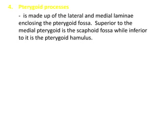4. Pterygoid processes
   - is made up of the lateral and medial laminae
   enclosing the pterygoid fossa. Superior to the
   medial pterygoid is the scaphoid fossa while inferior
   to it is the pterygoid hamulus.
 