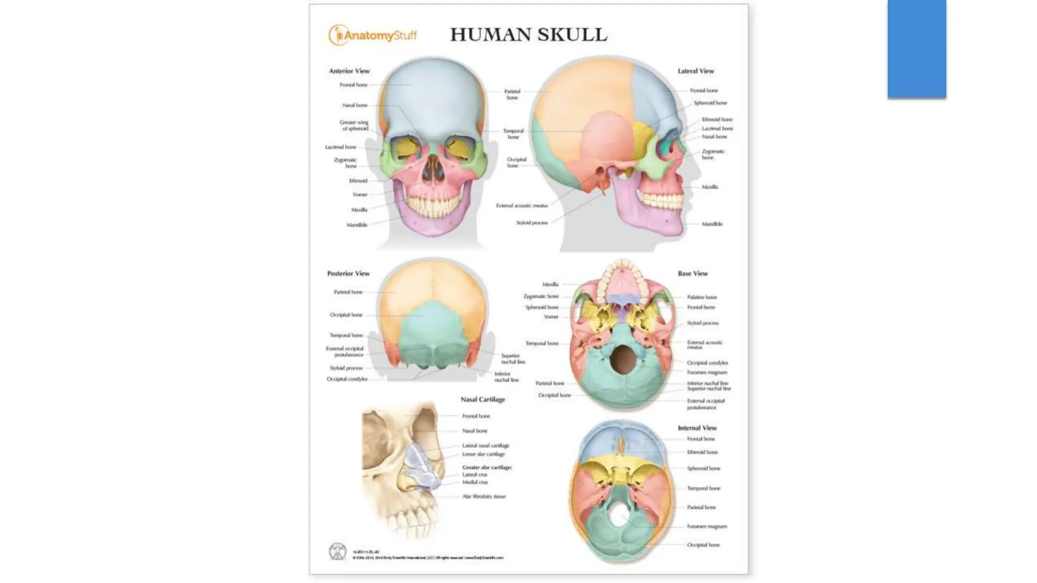 Norma Frontalis, Lateralis, Verticalis, Basalis (cranial base).pptx