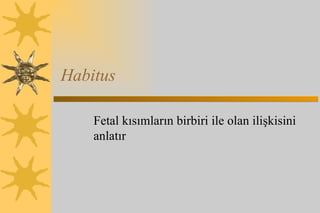 Habitus Fetal kısımların birbiri ile olan ilişkisini anlatır 